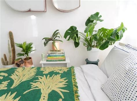 綠色錢包 風水 适合放在卧室的植物